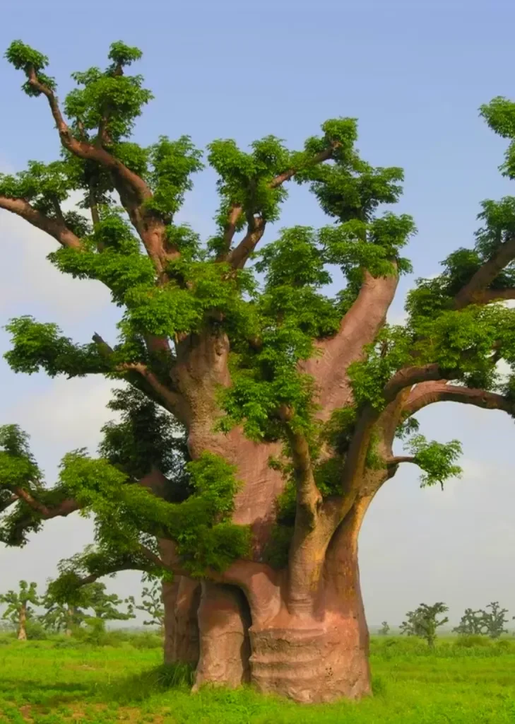 baobab